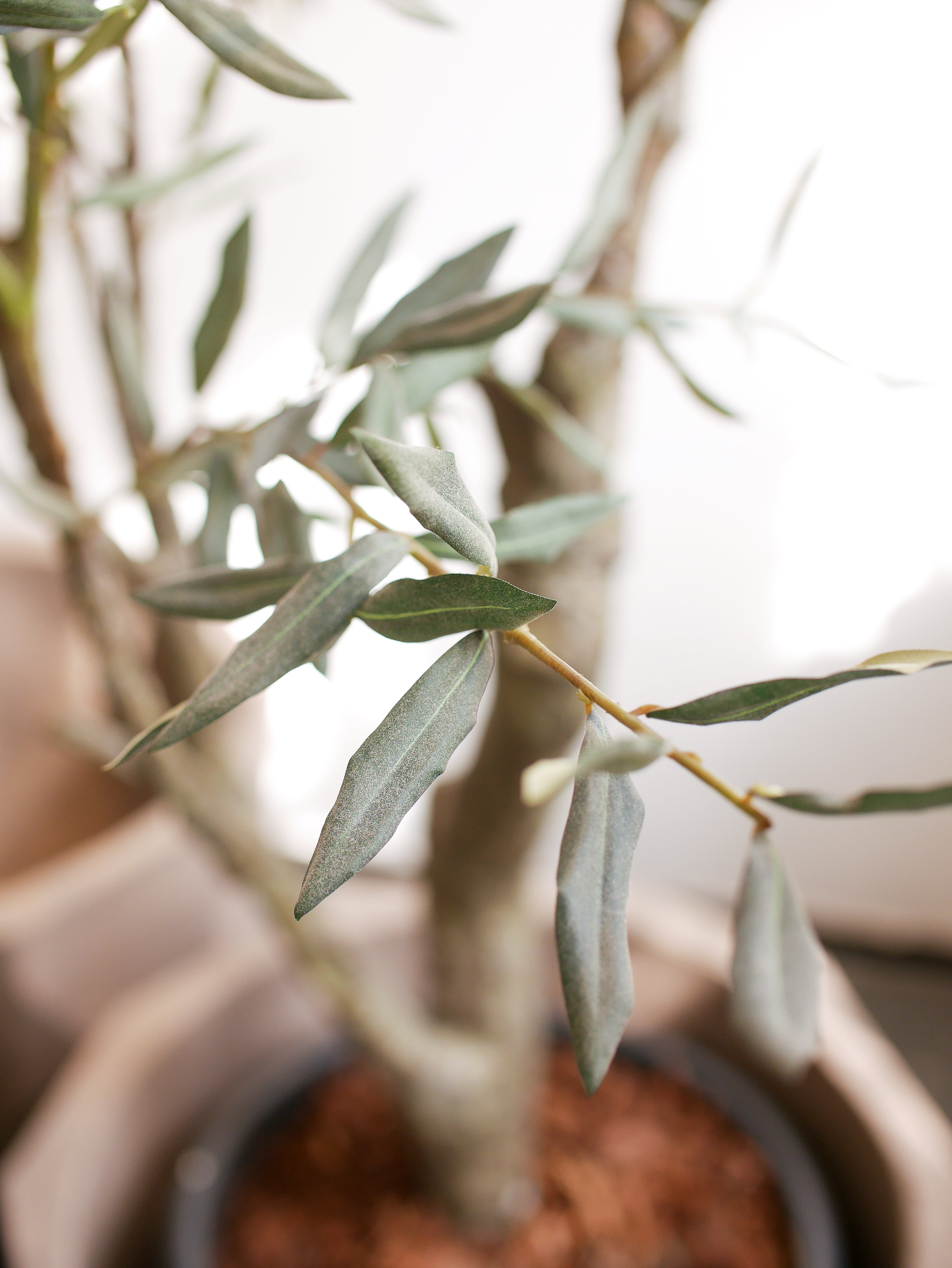 Silk-ka Zijden plant - Olijfboom