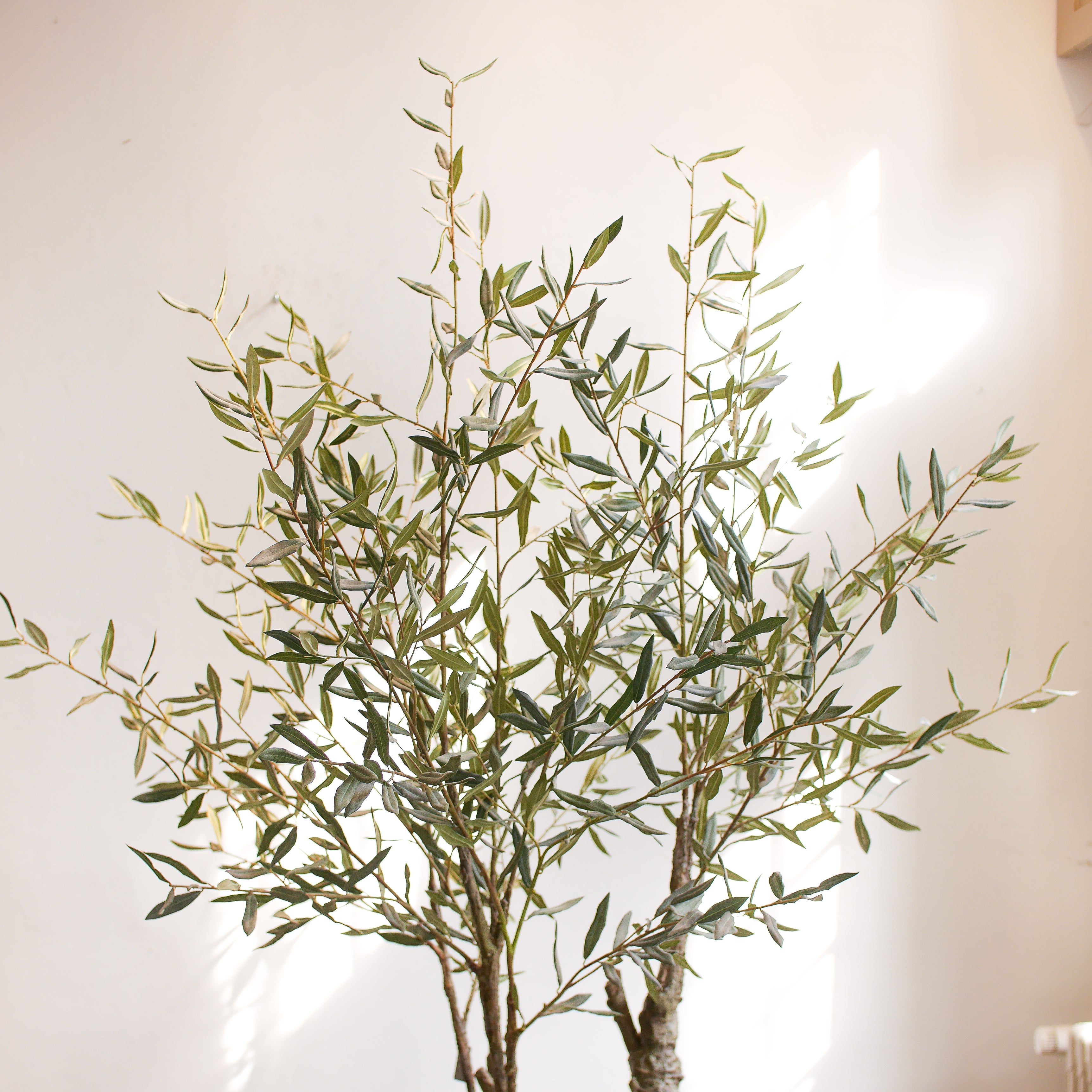 Silk-ka Zijden plant - Olijfboom