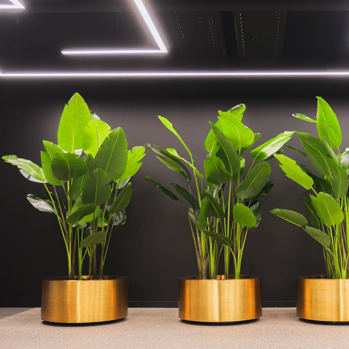 Brass Round Gold Planters