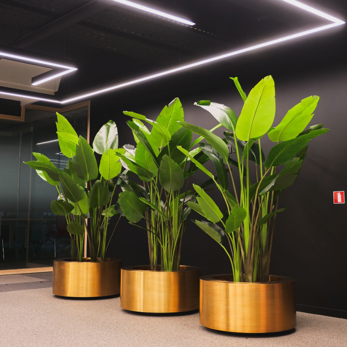 Brass Round Gold Planters
