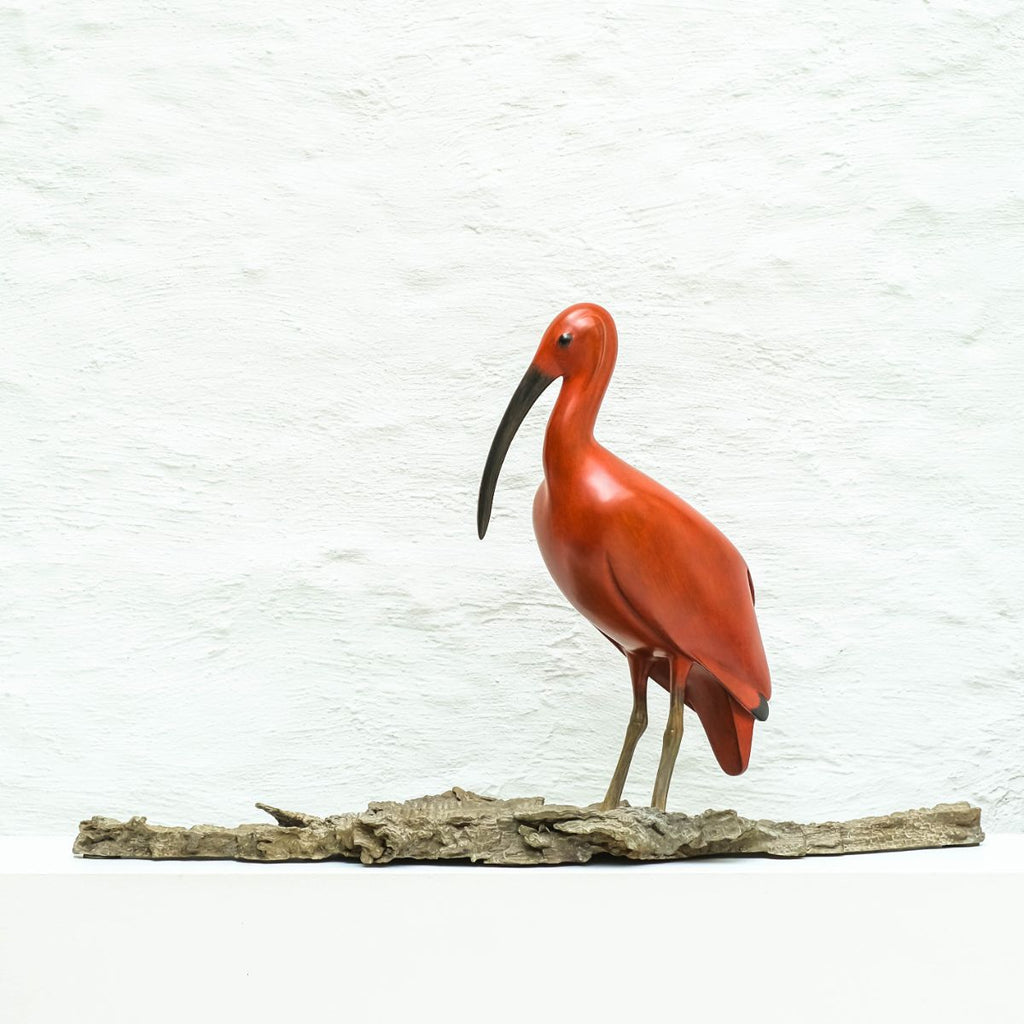 Mark Dedrie - Rode Ibis