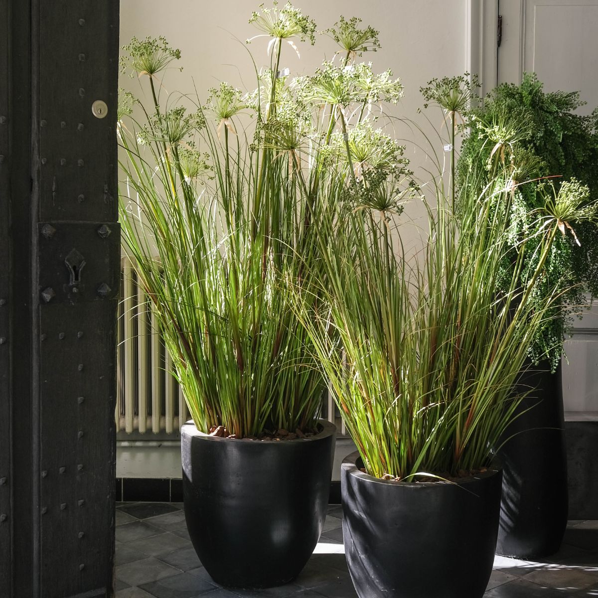 Silk-ka Zijden plant - Papyrus