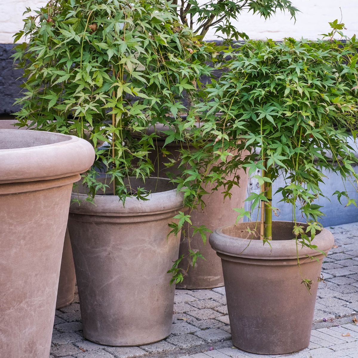 Terracotta d'Arte pot Camelia