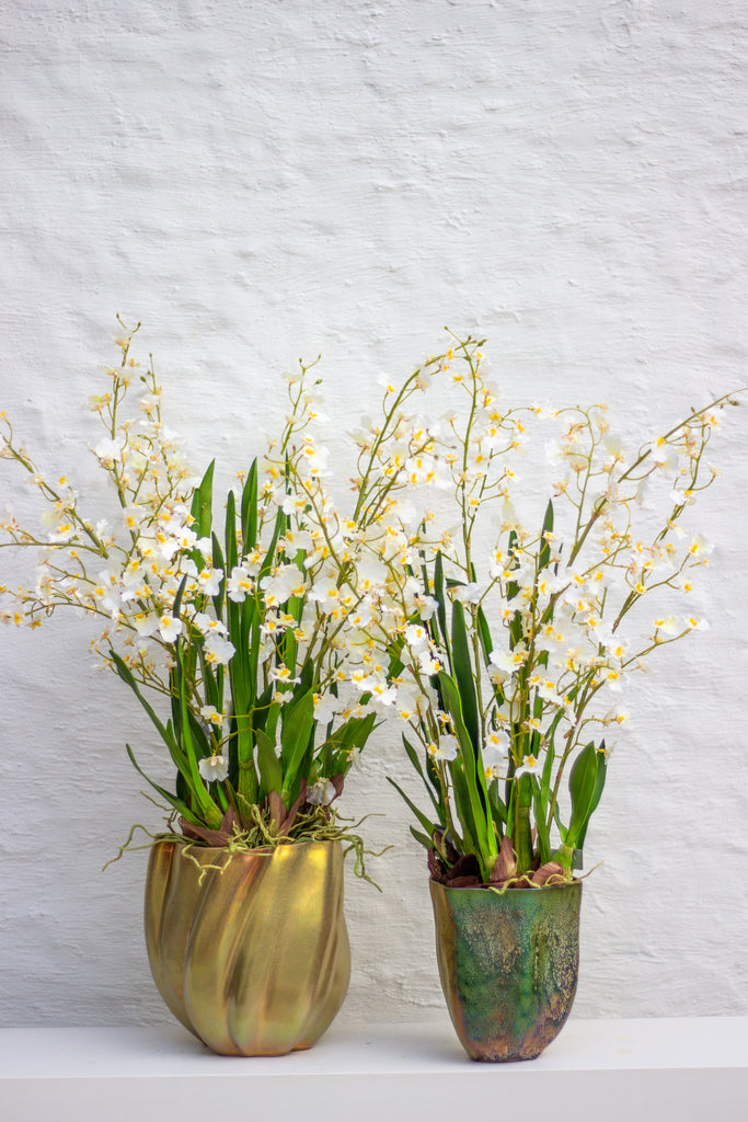 Long lasting orchids - White