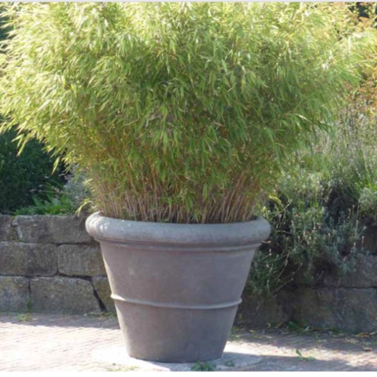 Terracotta d'Arte pot Conca Liscia