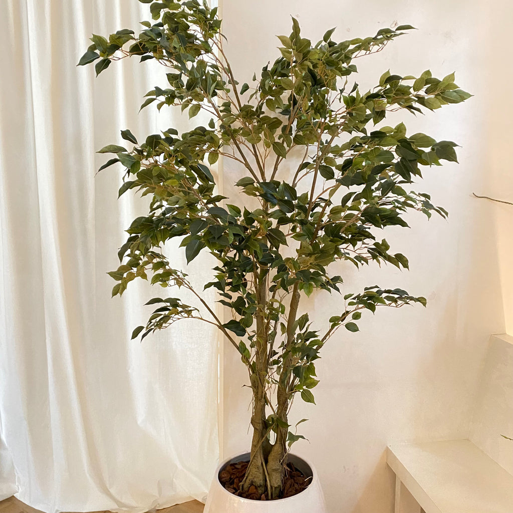Silk-ka zijdeplant Ficus groen