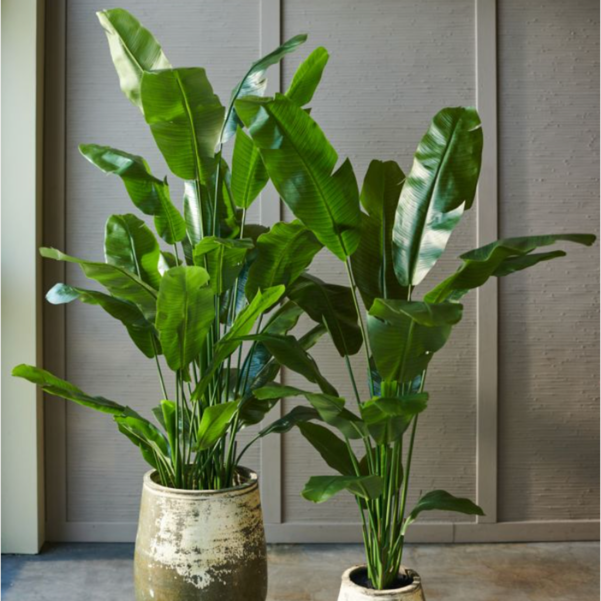 Silk-ka Zijden plant - Strelitzia donkergroen