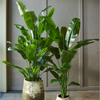 Silk-ka zijdeplant Strelitzia donkergroen