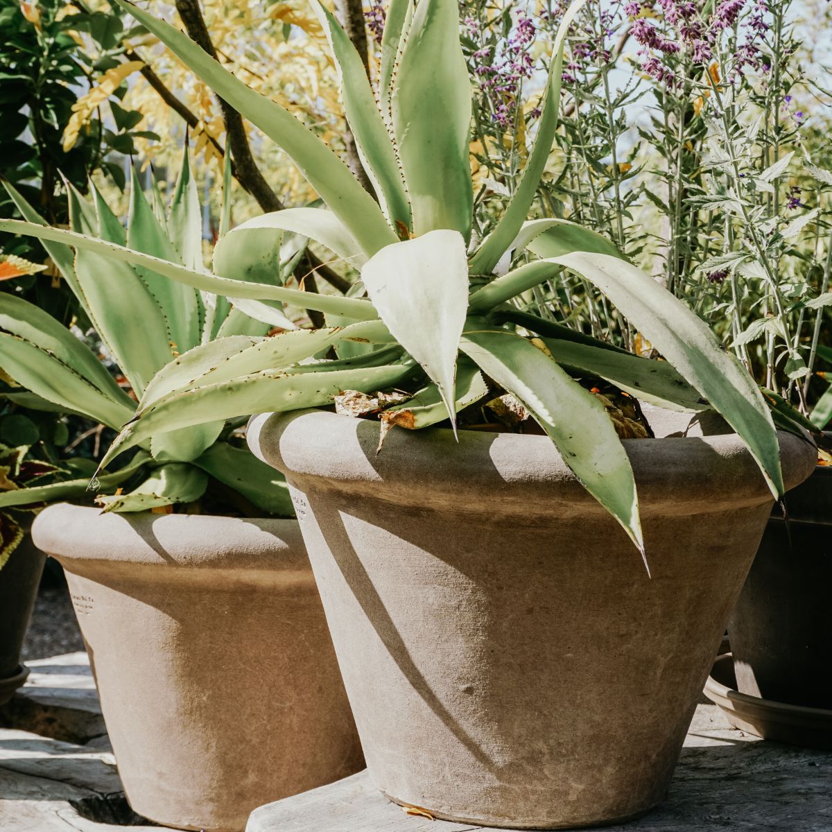 Vase en terre cuite Conca Alta Liscia